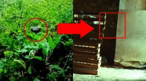 Топ 10 Страшных криптидов снятых на камеру | Страшные видео