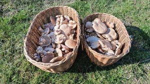 За СИНЕНОЖКОЙ! По грибы 2 ноября 2025 года.