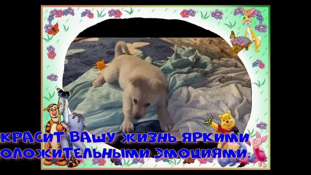 Кому Умку? Она здесь☺