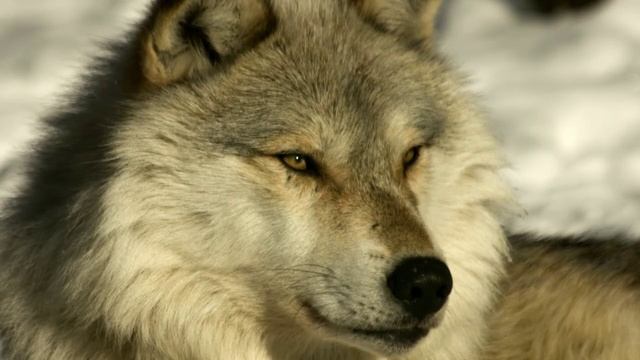 Джек Лондон ,,Бурый волк,, смотреть онлайн
