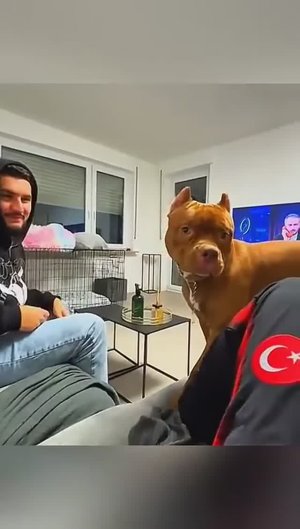 Собачьи приколюхи  😂