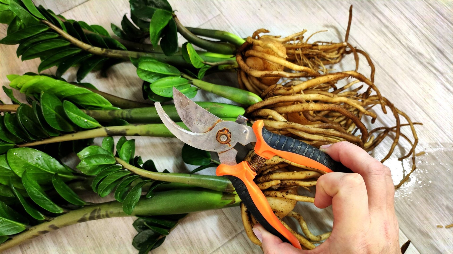 МАЛО КТО ЗНАЕТ ЧТО ТАКИМ СПОСОБОМ ЗАМИОКУЛЬКАС Нарастит мощный клубень и много листьев смотреть онлайн