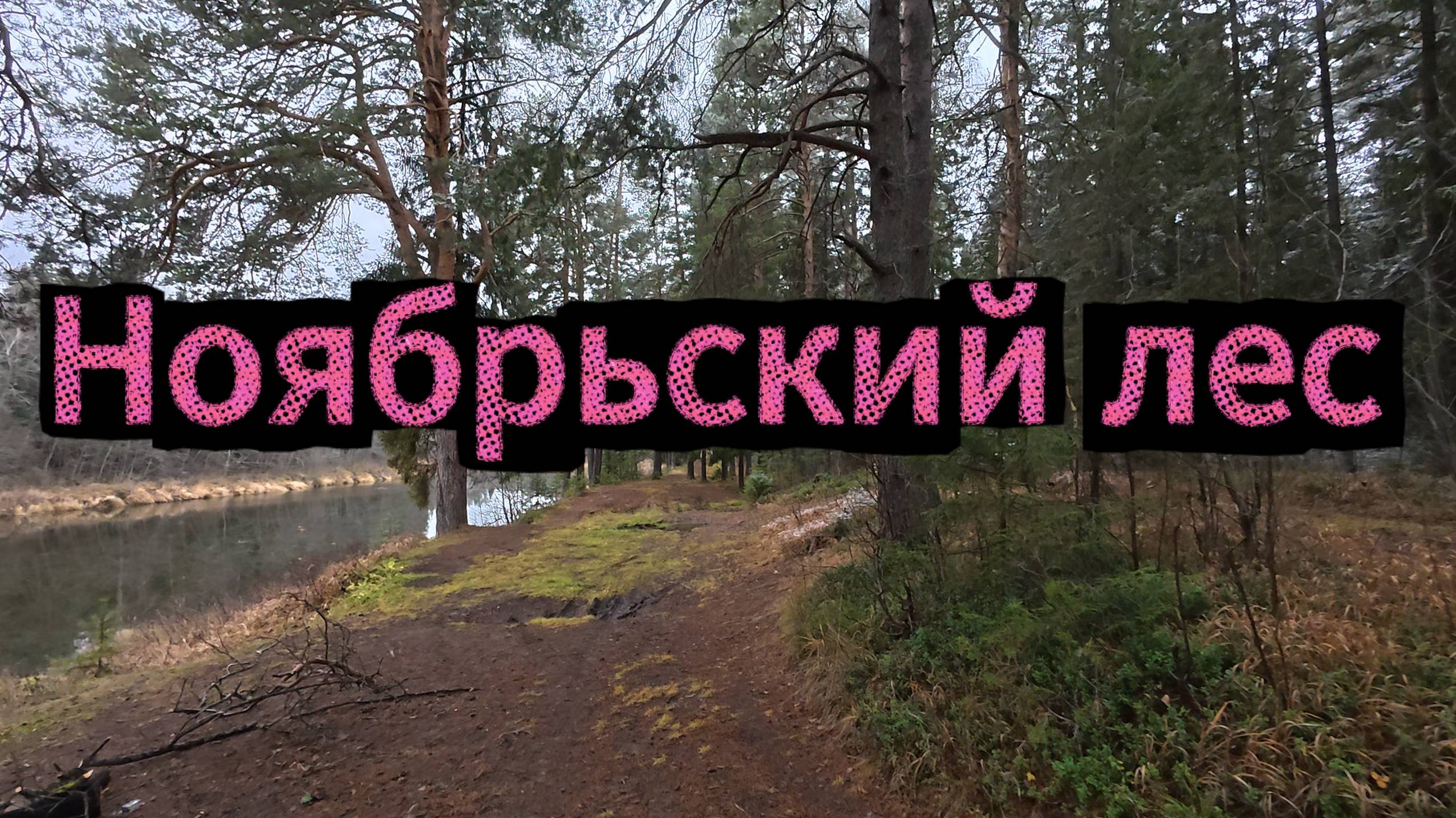 «Тихая красота ноября: прогулка вдоль реки в сосновом лесу» смотреть онлайн