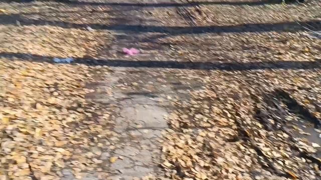 Моя Мишель*Иногда*Осень 🍂🍁солнечная. Много надо бродить. Любоваться, Цветы 💐в Ноябре.... смотреть онлайн