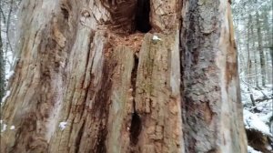 Дупло медведя. Облаяла касуля.