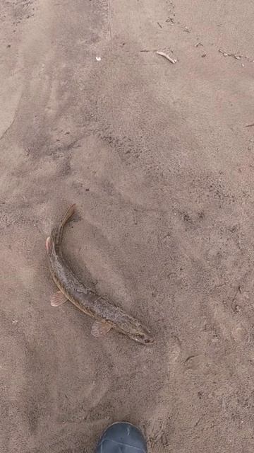 Килошник с Зубами! смотреть онлайн