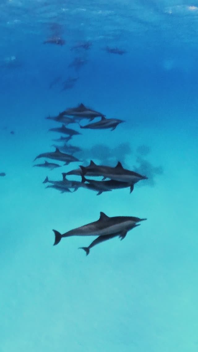 Риф Сатайа (Дельфиний риф) в Марса Алам. #египет #марсаалам #дельфины #красноеморе #рифсатайя смотреть онлайн