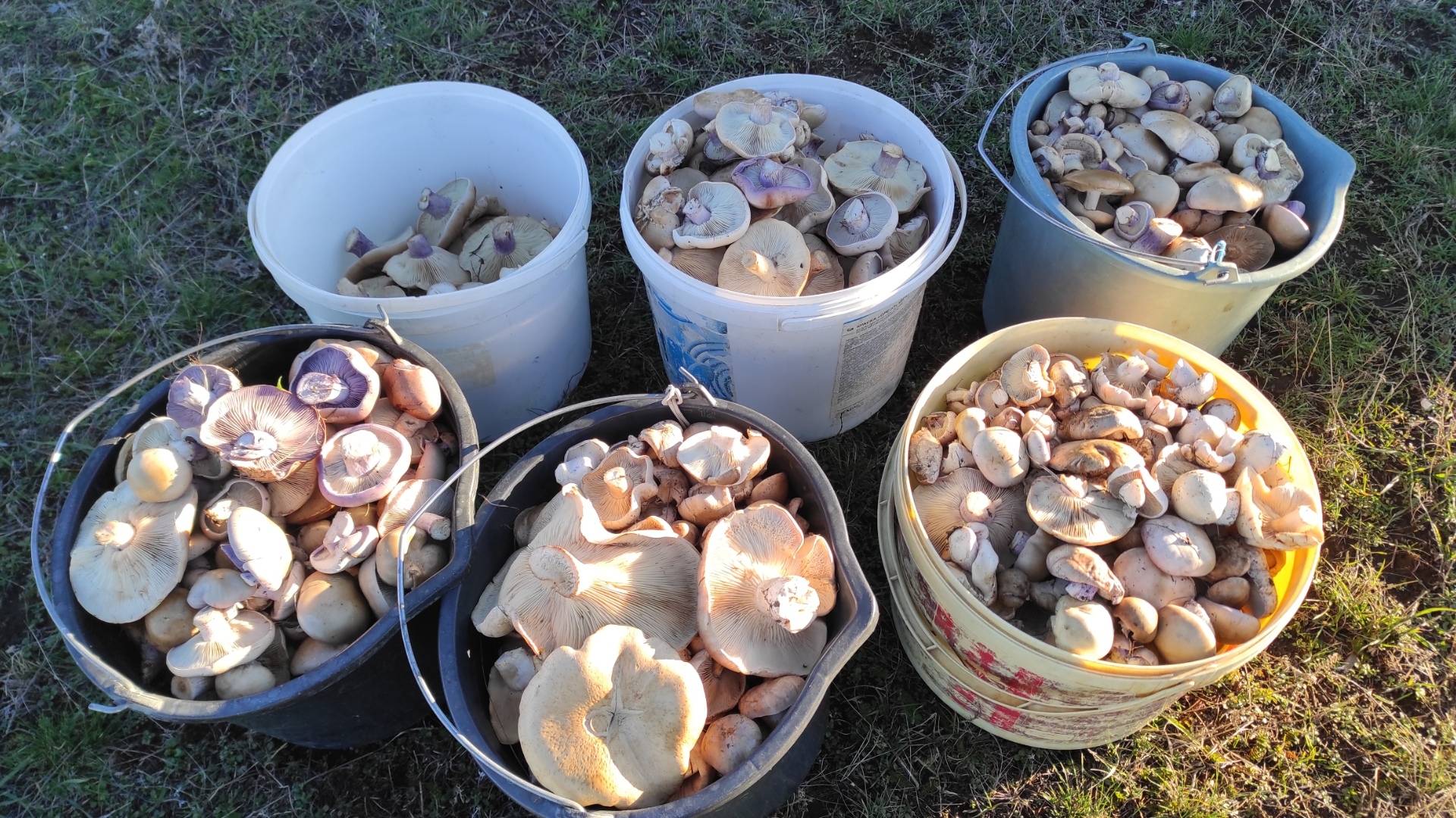 Разнообразие грибов, лиловоногая рядовка или синеножка говорушка и другие, сбор грибов в Крыму 2025 смотреть онлайн