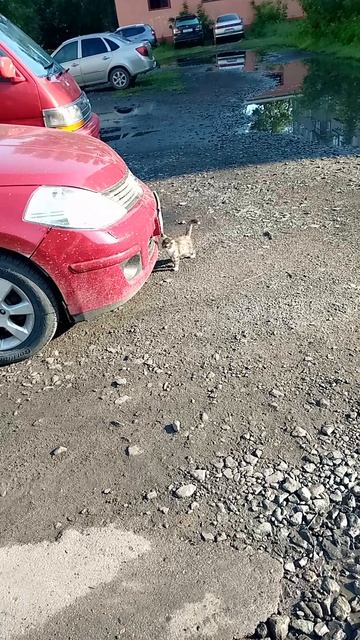 Кошачья семейка.Котята подрастают