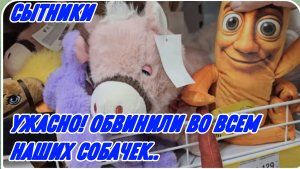 САМВЕЛ АДАМЯН, СЫТНИКИ, УЖАСНО, ОБВИНИЛИ ВО ВСЕМ НАШИХ СОБАЧЕК..