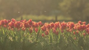 КРАСИВАЯ СПОКОЙНАЯ МУЗЫКА ДЛЯ ДУШИ СЛУШАТЬ