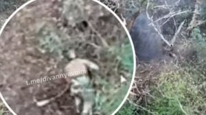 Российский дрон дал леща ВСУшнику