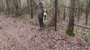 Охота с Русским пегим. 30.10.2025 год.