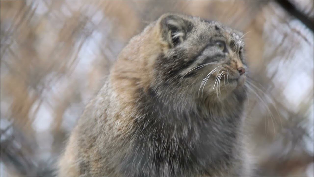 Котята Мии, Снежинки и взрослые манулы 30.10.2025 смотреть онлайн