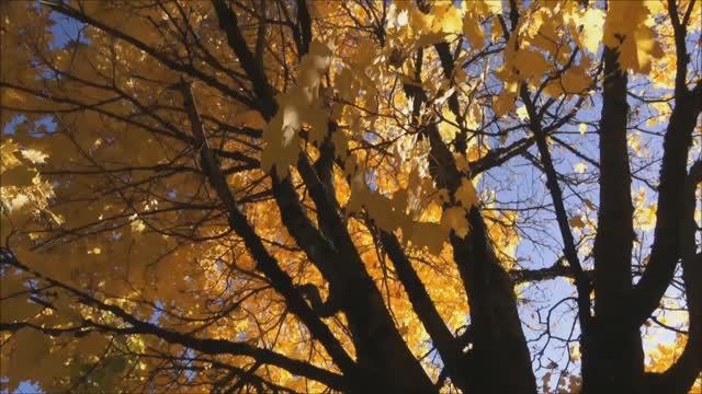 Звуки осени... Luda Gogolinski смотреть онлайн