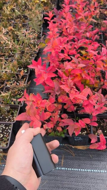 Осенняя окраска спиреи Голд Флейм 🌱 смотреть онлайн