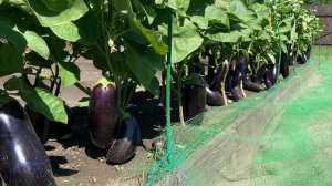 Баклажан Алмаз шокирует, снимаю по три урожая за сезон.