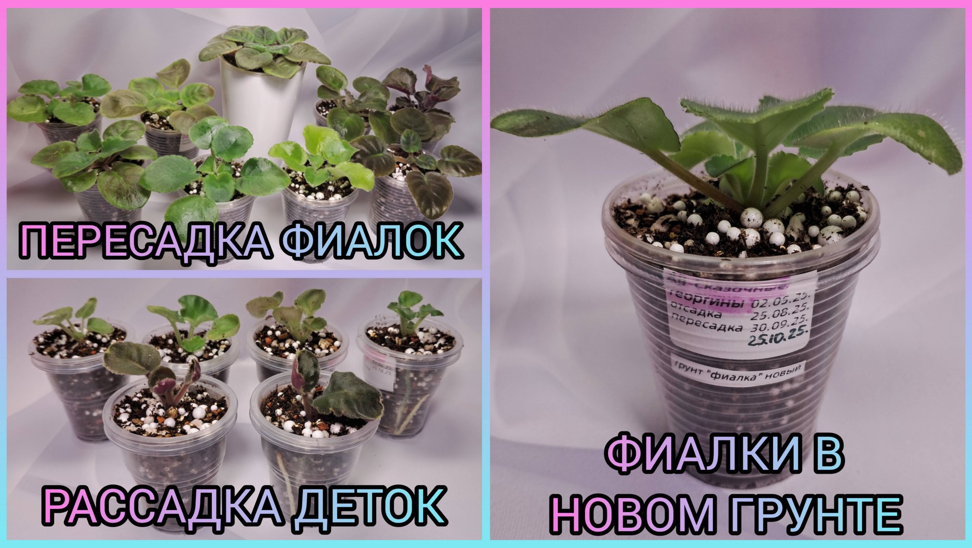 Пересадка фиалок. Рассадка деток. Как растут фиалки в новом грунте. смотреть онлайн