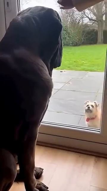 Когда герой за стеклом Смелый пока дверь закрыта shorts собака юмор животные [get.gt] смотреть онлайн