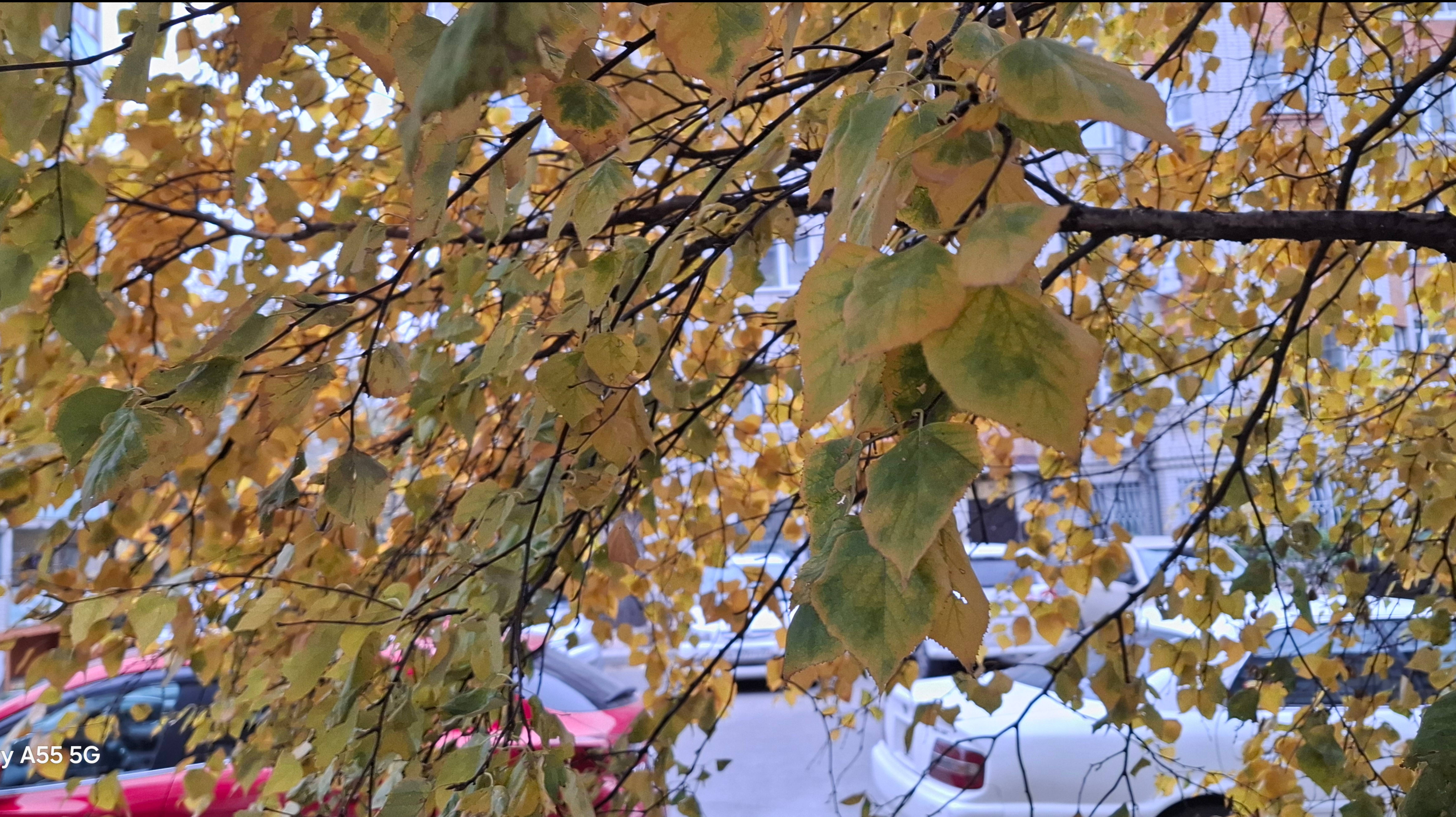 133 # Еще немного октября 2025....дымного и снежного... смотреть онлайн