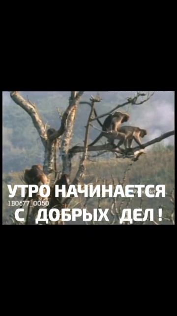 Утро #юмор #смешно #приколы #вкклипы #мемы #клипы смотреть онлайн