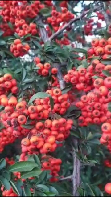 Краски поздней осени.Темрюк смотреть онлайн