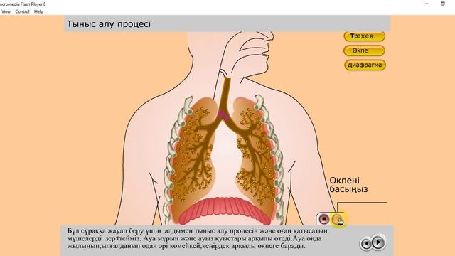 Тыныс алу процесі