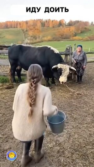 Иду доить