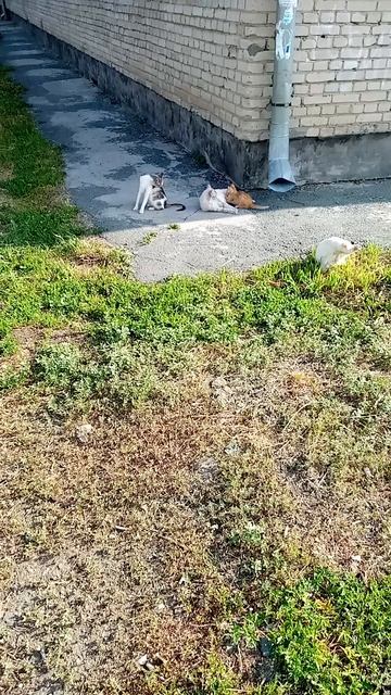 Кошачья семейка отдыхает