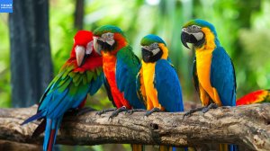 Птицы Бразилии: умиротворяющая красота дикой природы Южной Америки