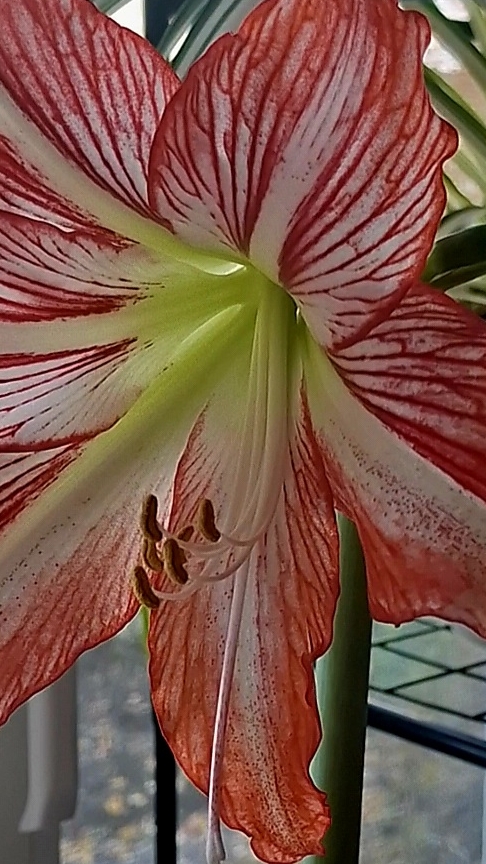 #shorts Что делать, чтобы Гиппеаструм зацвёл.