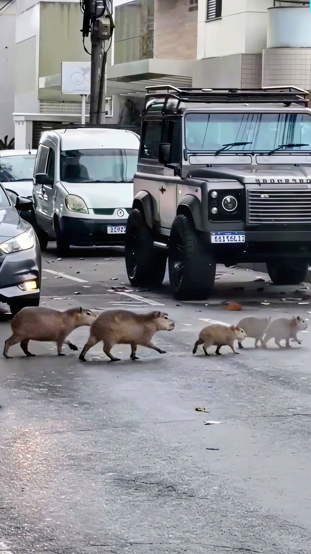 Семейка Капибар гуляет под песню "Капибара - Больные темы"