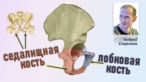 Лобковая и седалищная кость. Анатомия лобковой и седалищной костей
