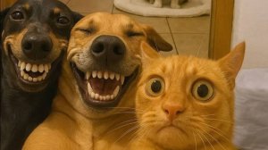 СМЕШНО ДО СЛЕЗ 😹😍 СМЕШНЫЕ КОТЫ, ЛУЧШИЕ ПРИКОЛЫ С КОТАМИ, КОШКИ, СОБАКИ , ЖИВОТНЫЕ 🥰