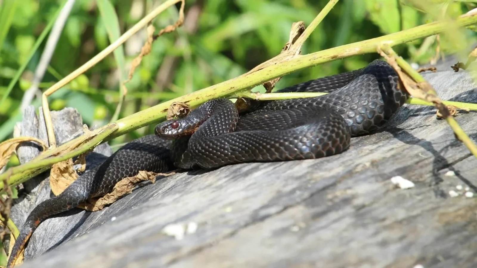 Гадюка на берегу реки Ай | Ураловед смотреть онлайн