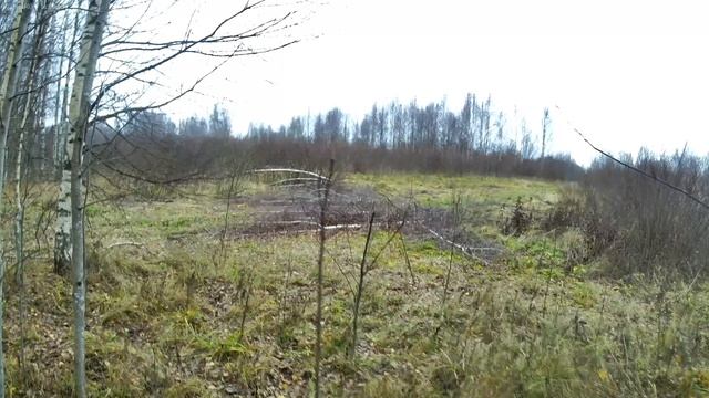 Прогулка с собакой по осеннему лесу смотреть онлайн