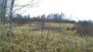 Прогулка с собакой по осеннему лесу