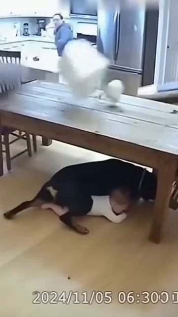 HERO Dog Drags Baby to Safety During Earthquake CCTV Footage created by AIdog herodog [get.gt] смотреть онлайн
