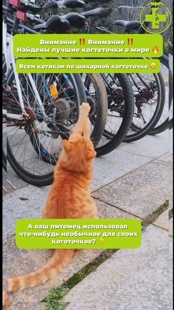 Лучшая когтеточка смотреть онлайн