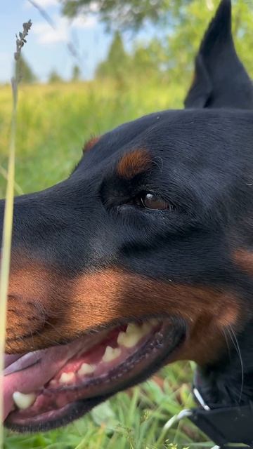 Что за красота ? смотреть онлайн