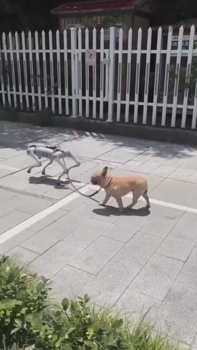 Собака выгуливает собаку?! смотреть онлайн