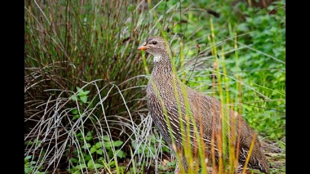 п.ПЕРЕПЁЛОЧКА исп. Мила Семенова