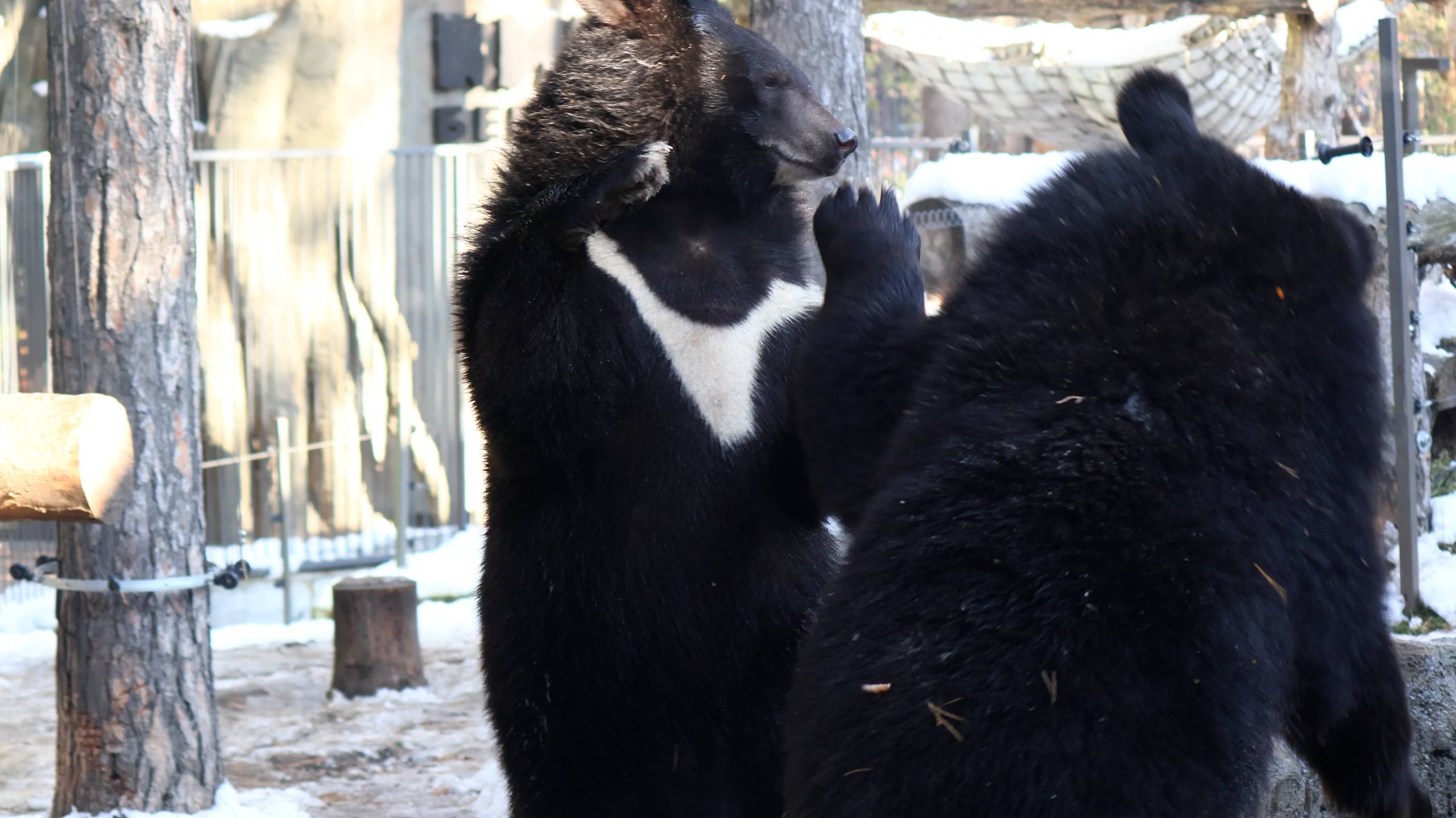 Уссурийские медвежата, борьба. смотреть онлайн