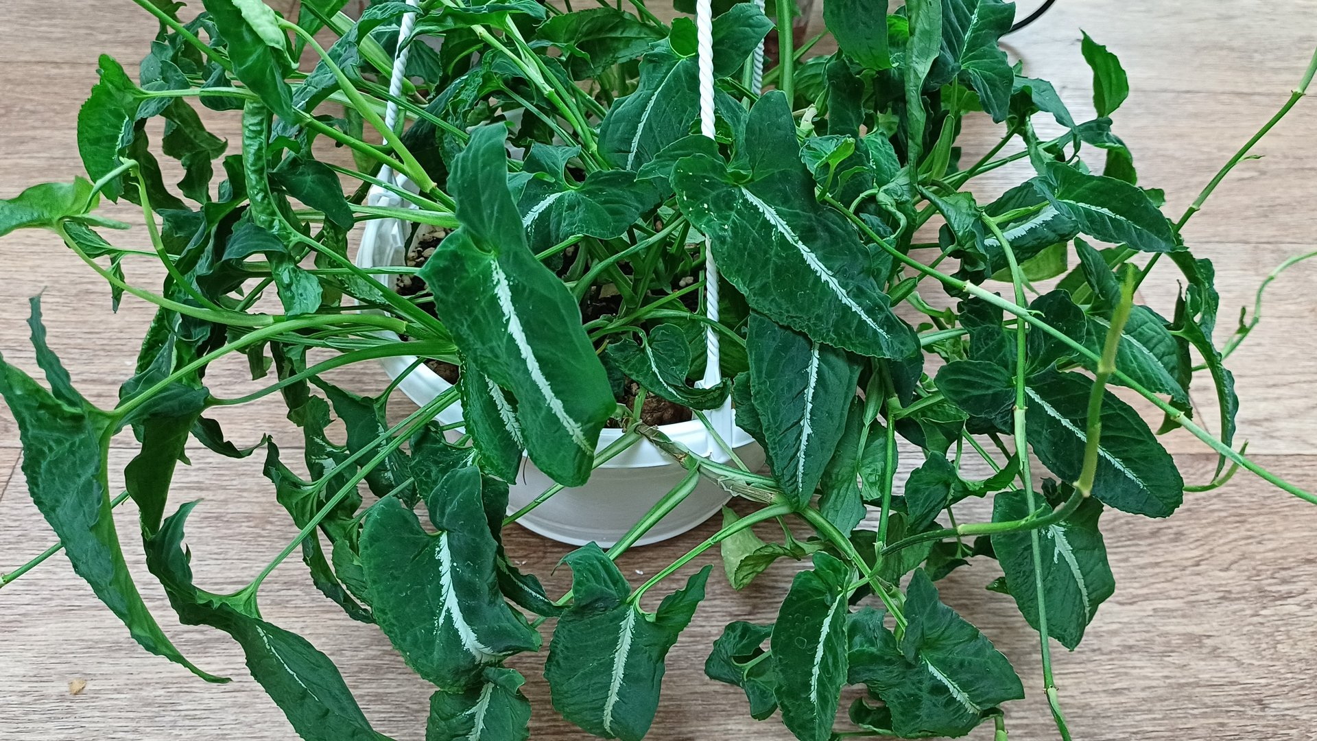 Комнатные растения❤️🌿 Будни цветовода💧☀️