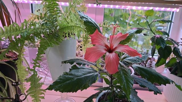 гибискус 🌺 🌺 🌺 обрадовал!!! смотреть онлайн