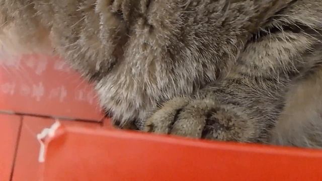 Мой котик😺