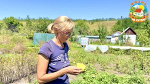 Посадили мешок картошки, а выкопали пол ведра. Собираем урожай.