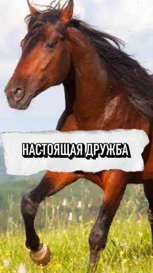 Настоящая Дружба Лошадей❤️
