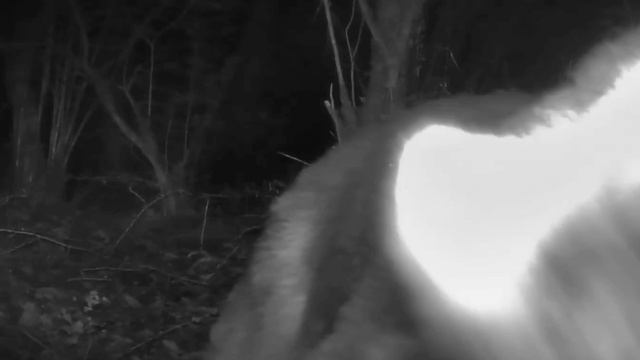 Фото ловушка мишка смотреть онлайн