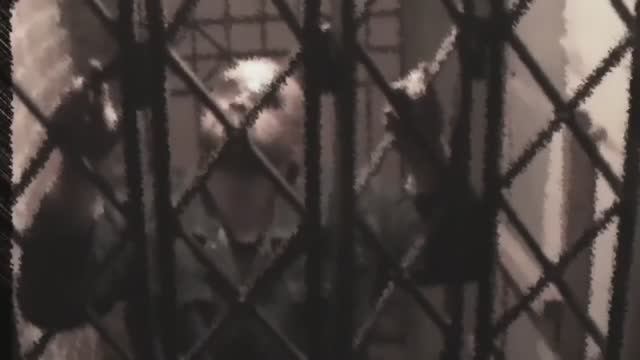 BÁNDIT PSÀLMS - Где Ты I РАЗБОЙНИЧЬИ ПСАЛМЫ